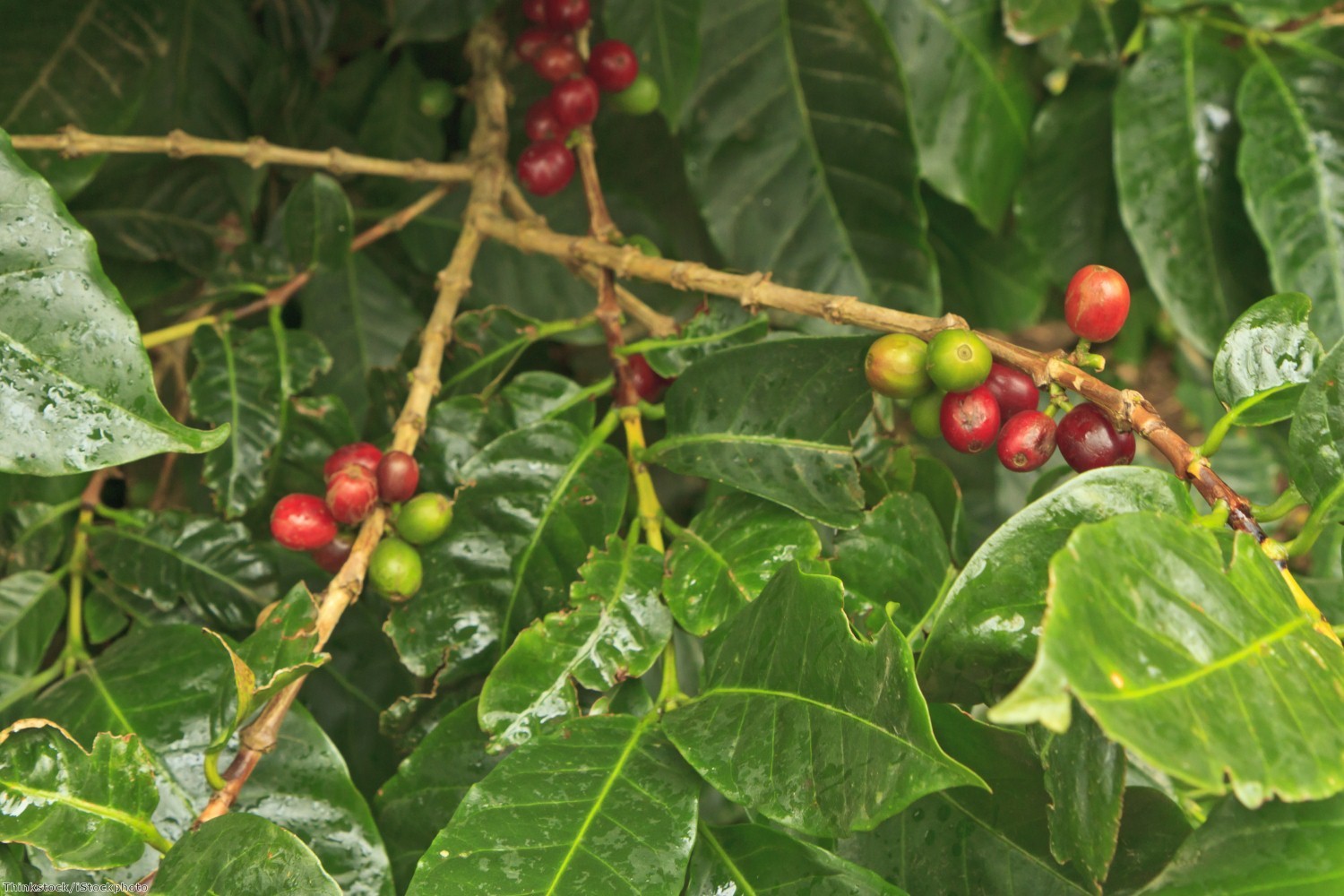 UK Coffee Week celebrates thriving coffee culture DRWakefield